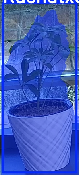 TREE-000011_20260623_053602.jpg
