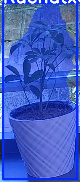 TREE-000011_20260623_064559.jpg