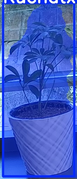 TREE-000011_20260623_064835.jpg