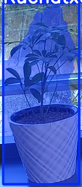 TREE-000011_20260623_073600.jpg