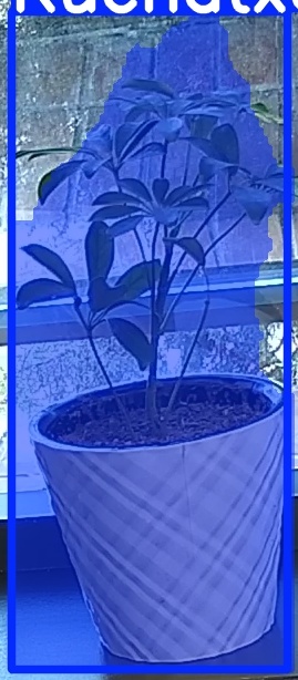 TREE-000011_20260623_074057.jpg