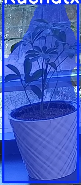 TREE-000011_20260623_074442.jpg