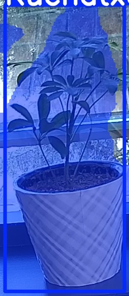 TREE-000011_20260623_074939.jpg