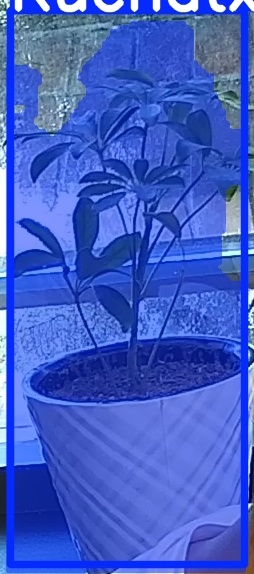 TREE-000011_20260623_080354.jpg