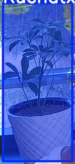 TREE-000011_20260623_080615.jpg
