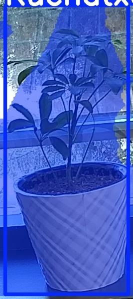 TREE-000011_20260623_081232.jpg