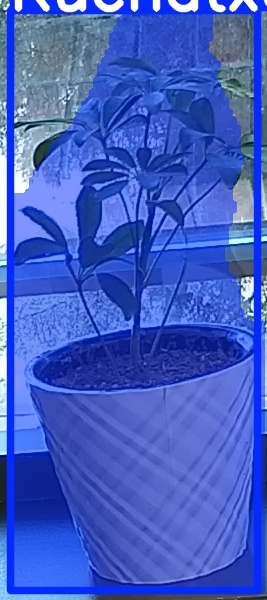 TREE-000011_20260623_081343.jpg