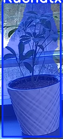 TREE-000011_20260623_081450.jpg