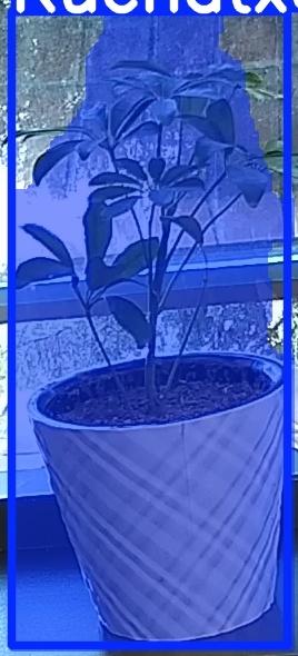TREE-000011_20260623_081835.jpg