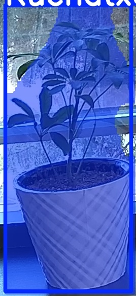 TREE-000011_20260623_081945.jpg
