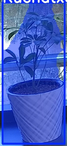 TREE-000011_20260623_082206.jpg