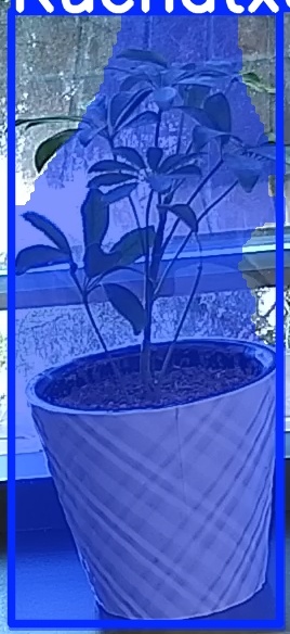 TREE-000011_20260623_082332.jpg