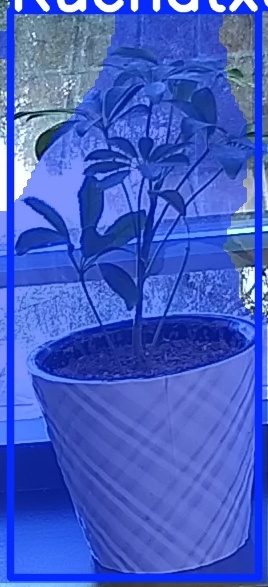 TREE-000011_20260623_082555.jpg