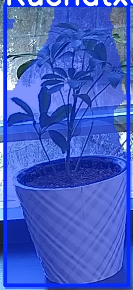 TREE-000011_20260623_082705.jpg