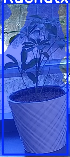 TREE-000011_20260623_083050.jpg