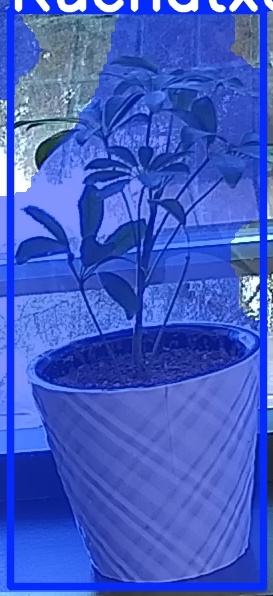 TREE-000011_20260623_083439.jpg