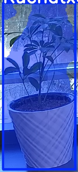 TREE-000011_20260623_083550.jpg