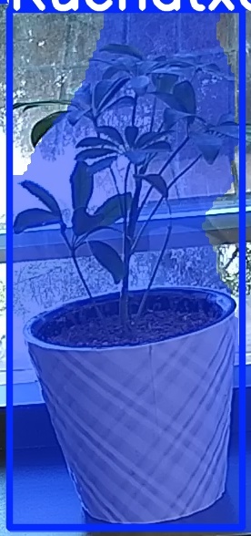 TREE-000011_20260623_083813.jpg