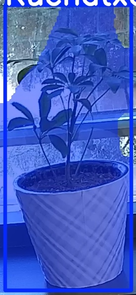 TREE-000011_20260623_084148.jpg