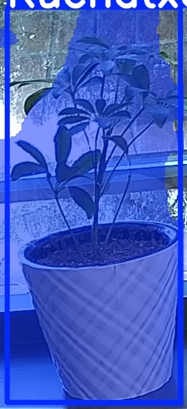 TREE-000011_20260623_084301.jpg