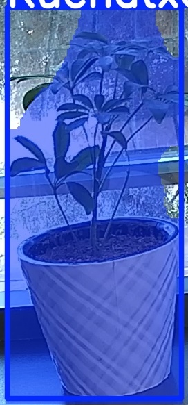 TREE-000011_20260623_084833.jpg
