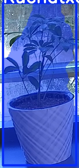 TREE-000011_20260623_084943.jpg
