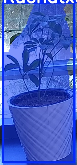 TREE-000011_20260623_085053.jpg