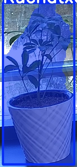 TREE-000011_20260623_085206.jpg