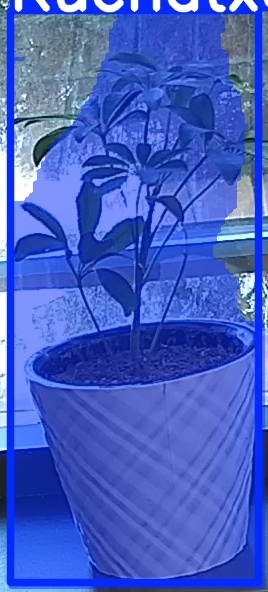 TREE-000011_20260623_090237.jpg