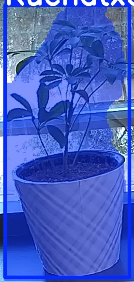 TREE-000011_20260623_091333.jpg