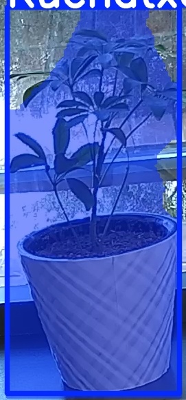 TREE-000011_20260623_091700.jpg