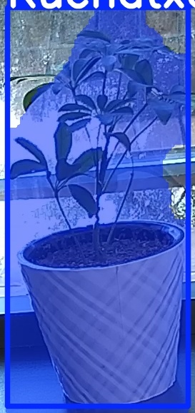 TREE-000011_20260623_093734.jpg