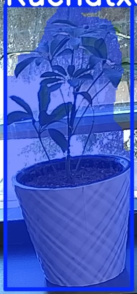 TREE-000011_20260623_101035.jpg
