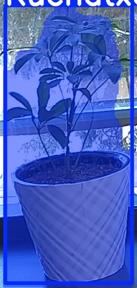 TREE-000011_20260623_101146.jpg