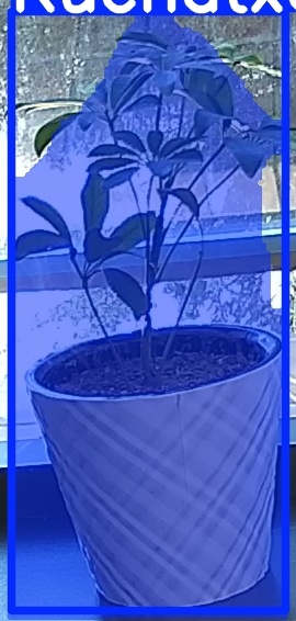 TREE-000011_20260623_102646.jpg