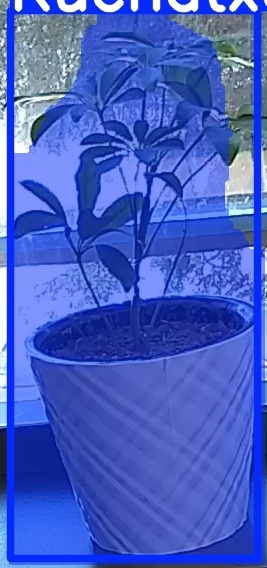 TREE-000011_20260623_103438.jpg