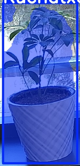 TREE-000011_20260623_110100.jpg