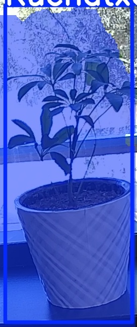 TREE-000011_20260623_115351.jpg
