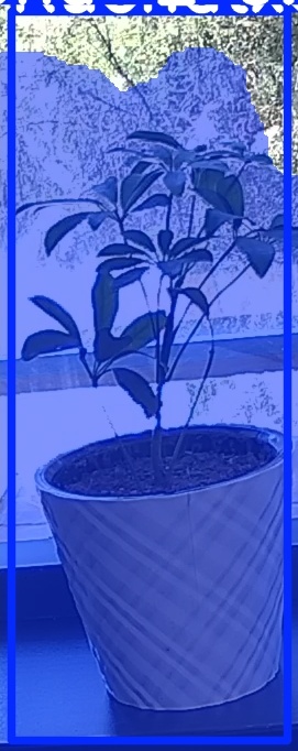 TREE-000011_20260623_120930.jpg