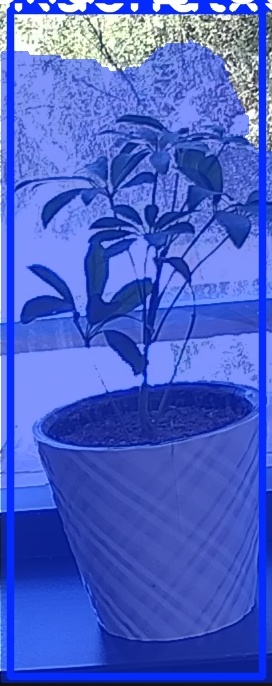TREE-000011_20260623_121042.jpg