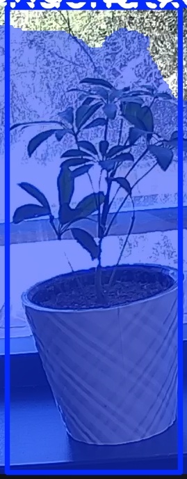 TREE-000011_20260623_121548.jpg