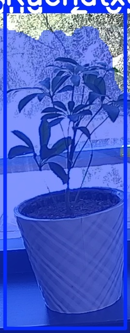TREE-000011_20260623_121700.jpg