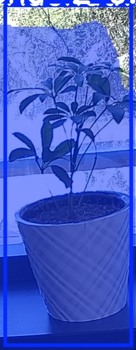 TREE-000011_20260623_121810.jpg