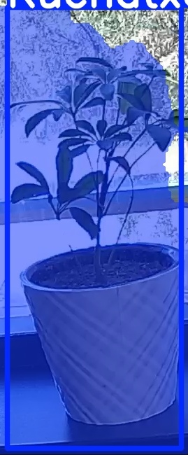 TREE-000011_20260623_123617.jpg