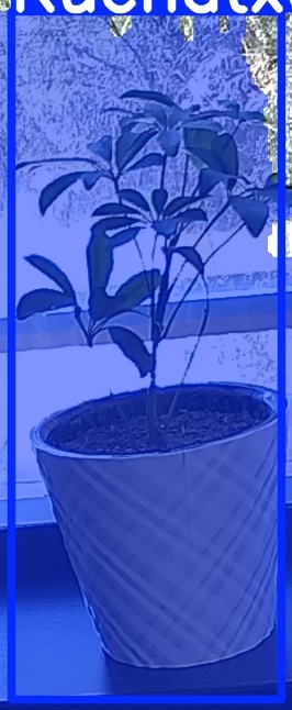 TREE-000011_20260623_130018.jpg