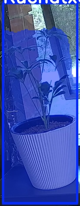TREE-000012_20260623_063827.jpg