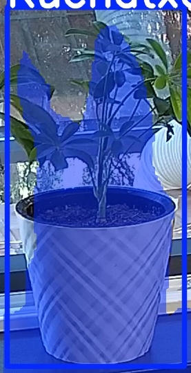 TREE-000013_20260623_084833.jpg