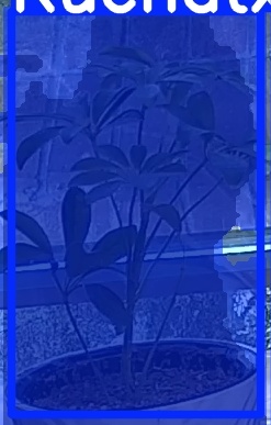 TREE-000017_20260623_053632.jpg