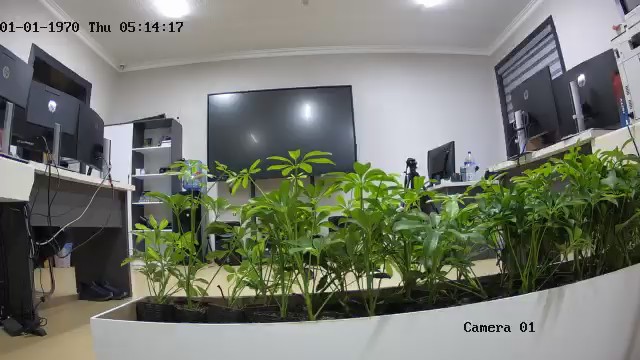 seedling_2026-06-16_20-13-42.jpg