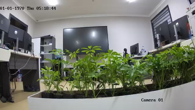 seedling_2026-06-16_20-18-42.jpg